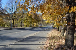 Алеја липа на улазу у Челинац из правца Бањалуке